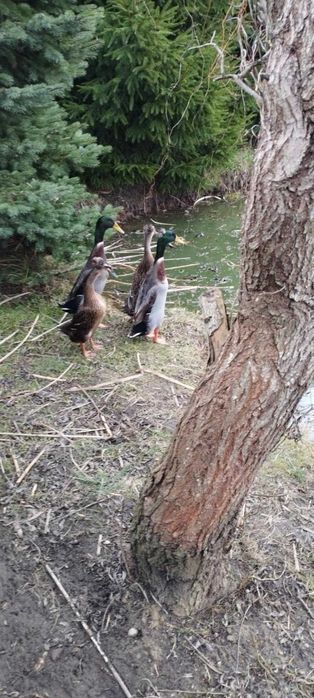 Kaczor indyjski, koguty, perliki