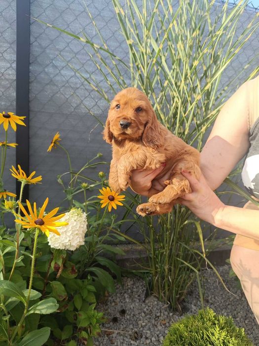 Cocker Spaniel - Gotowy Do Odbioru (Metryka,Szczepienia,Odrobaczone)