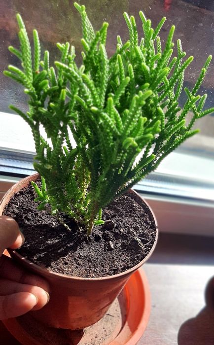 Толстянка плауновидна Красула