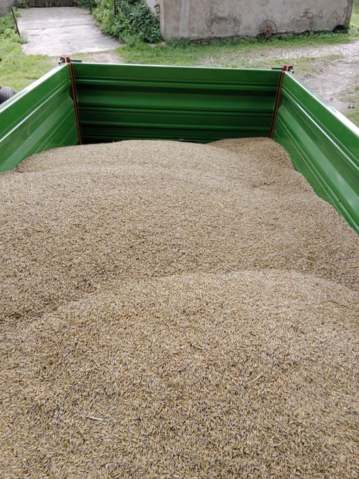 Sprzedam owies na opał i pasze