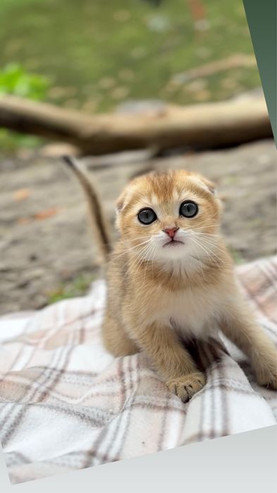 Породисті шотландські Fold кошенята золота шиншила