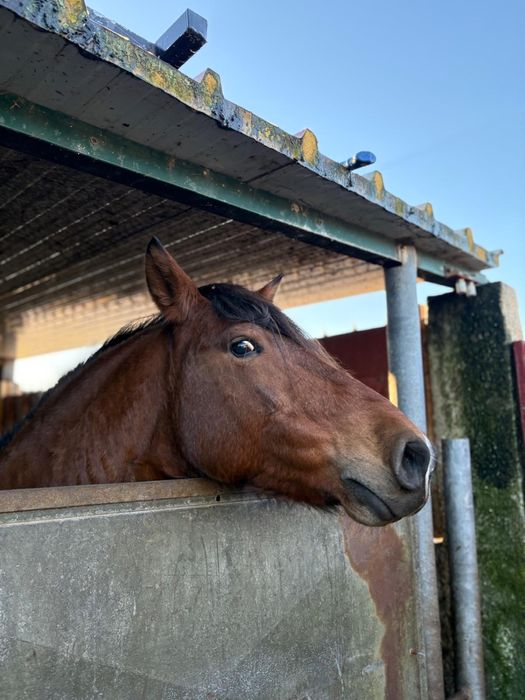 Egua montada e engatada