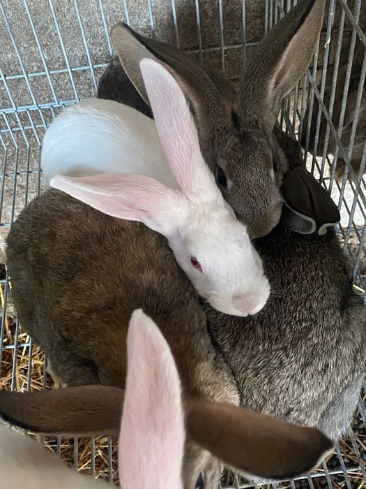 Coelhos grandes a venda
