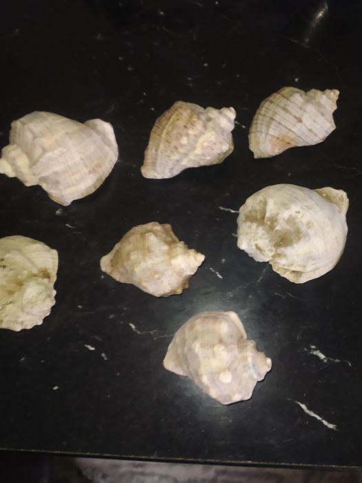 Мушлі Чорноморські
