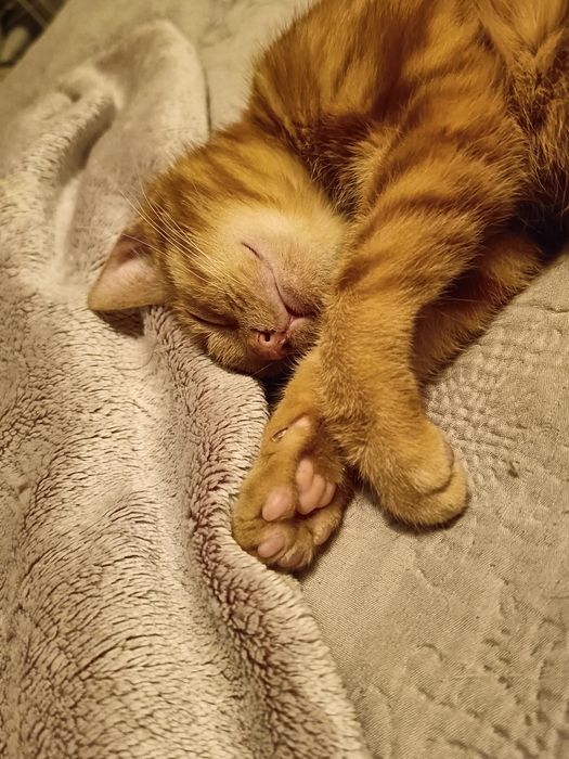 Malina i Łokietek szukają wspólnego domku