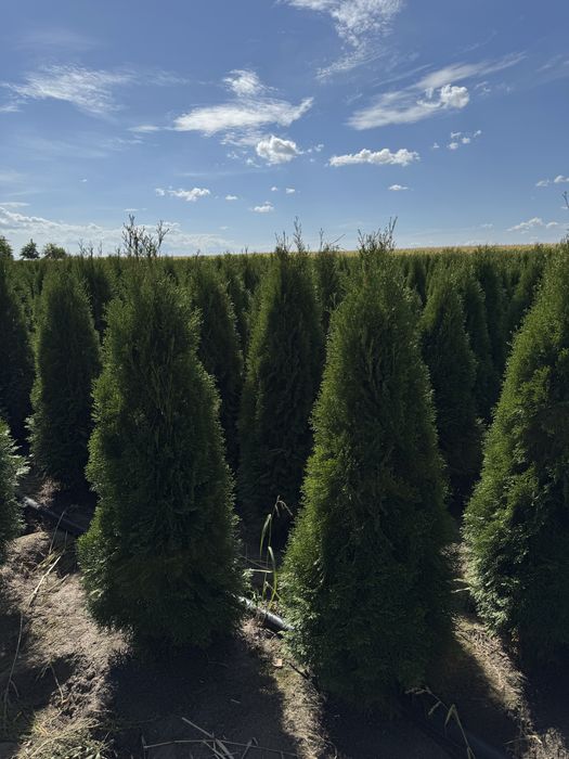 Gęsta Tuja Szmaragd 160-170cm Dostawa Sadzenie Producent Tuje