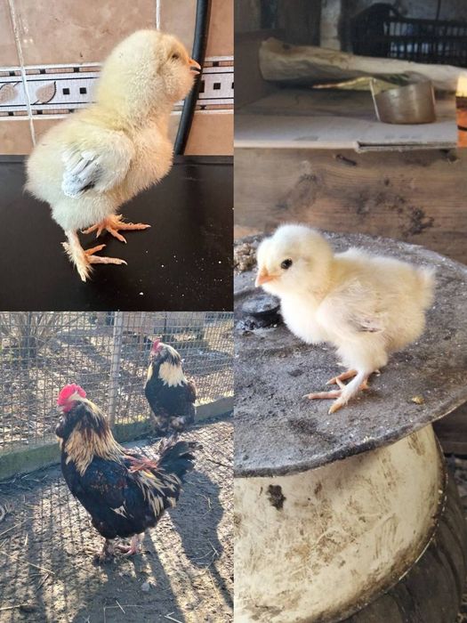 Продам інкубаційне яйце курей фавероль