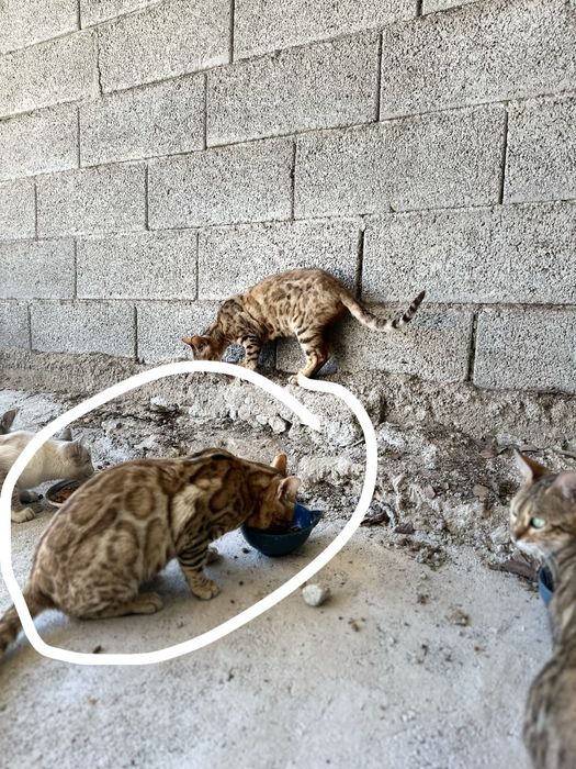 Gatinho Bengal  menino/menina