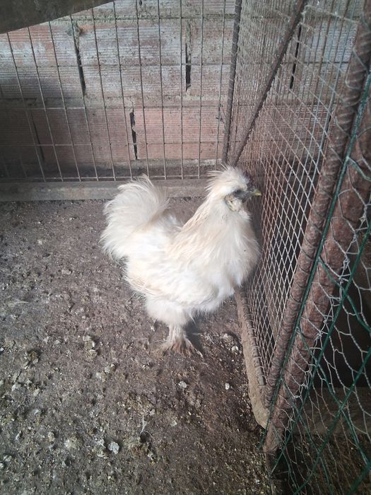 Galo sedoso com um ano