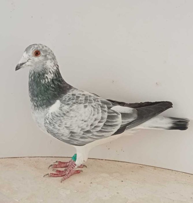 Lindo pombo correio Fantasminha