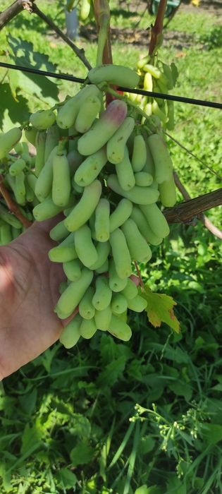 Виноград Аватар (Свит Сапфир)