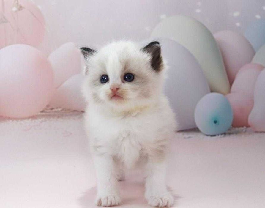 Чарівний блакитноокий котик чарівної породи -Ragdoll