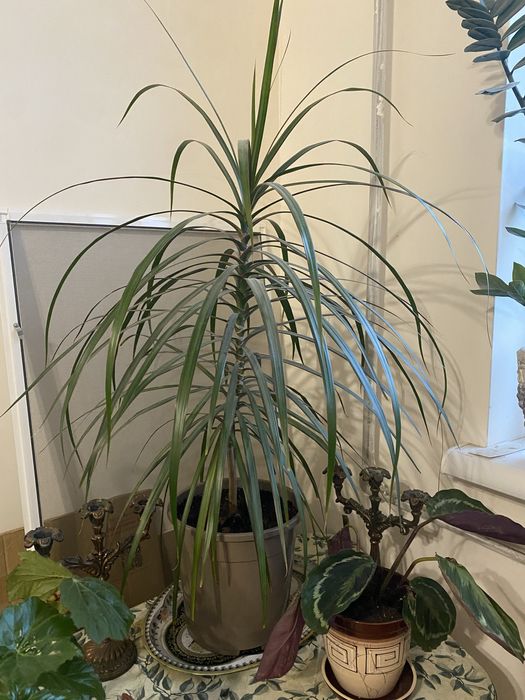 Продам пальму,1м,Драцена