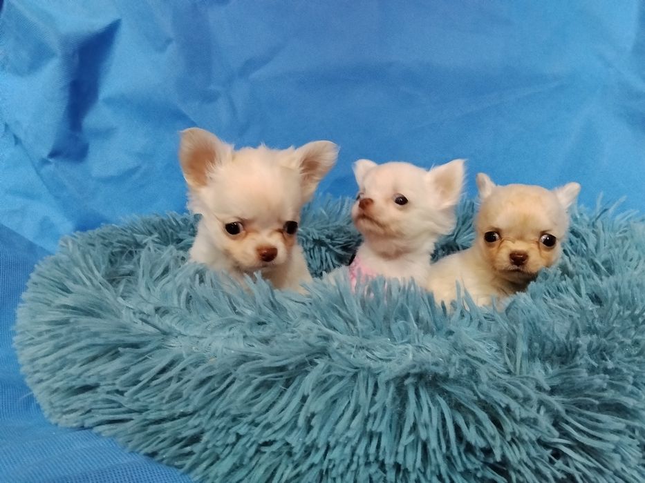 Śliczna  bardzo malunia.  chihuahua. Piesek