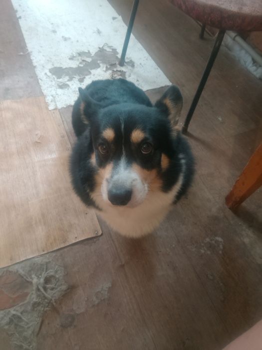 В'язка Кабель Вельш корги пемброк.