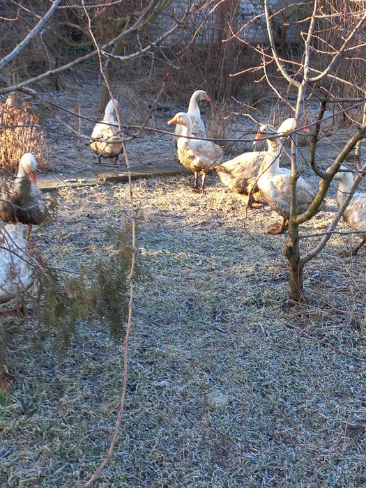 Яйця  інкубаційні гусячі мамут