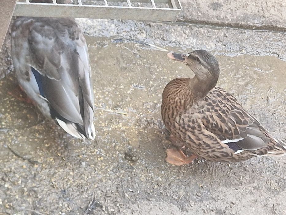 Patos Real zona norte