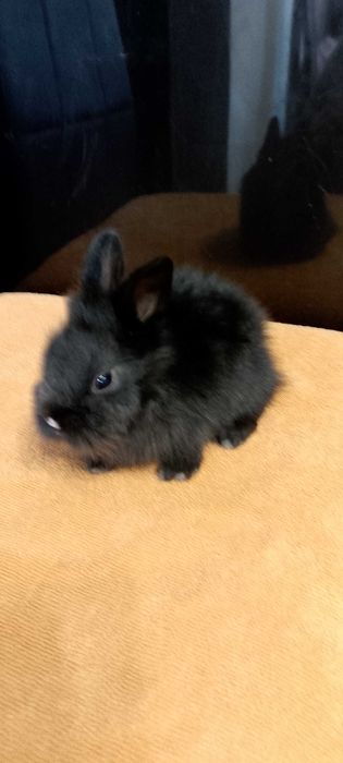 Króliczki miniaturki oswojone