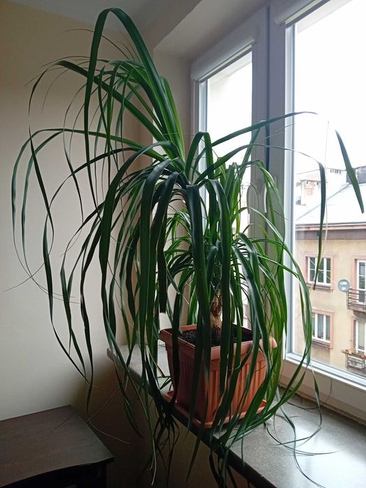 Nolina. Piękna, duża. Do salonu