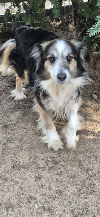 Spokojny i łagodny pieseczek szuka domu i czułości