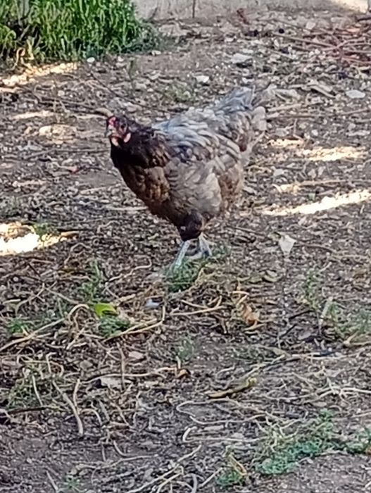 Galinhas e patos