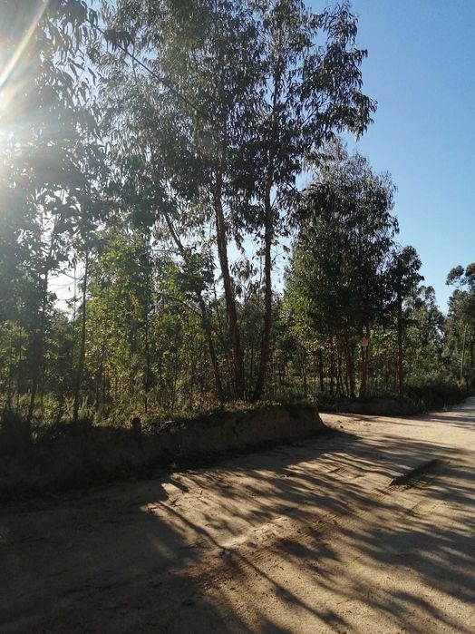 Terreno florestal com boa localização em Nelas