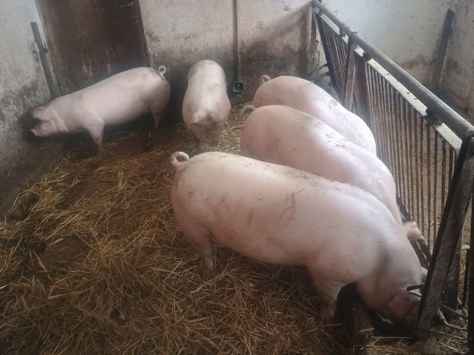 Loszki zaproszone i tuczniki