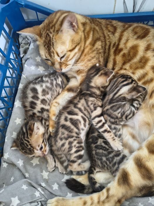 Бенгальськи хлопчики кошенята.київ