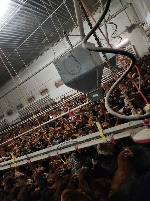 Kury nioski Rosa z pierwszym jajkiem. Dominant i Leghorn. Dowóz Gratis