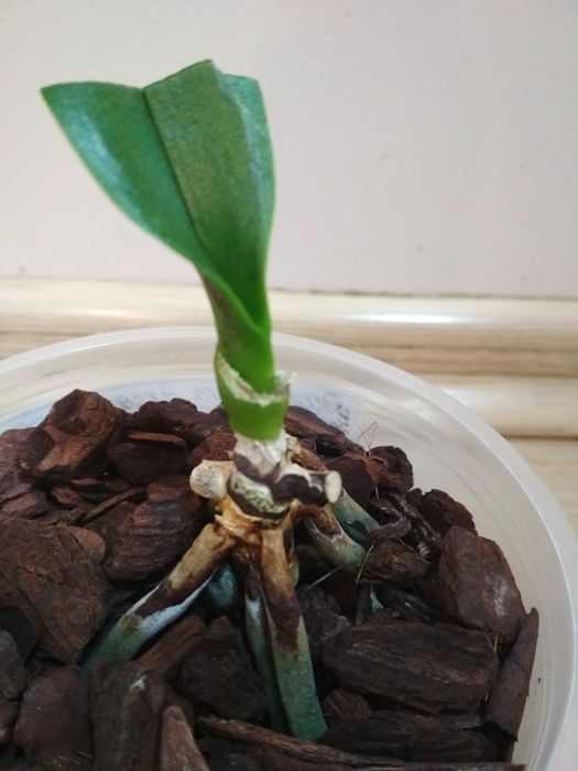 Орхидея фаленопсис Дикий кот, реанимашка