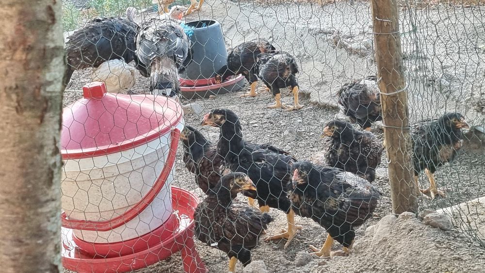 Vende se aves da raça cornish standard pardo faisão