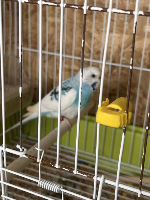 Vendo periguitos e gaiolas