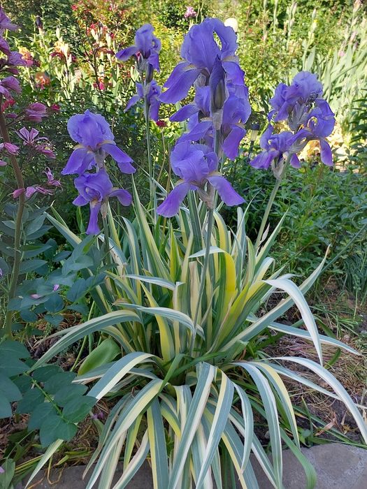 Пропоную квіти мого саду