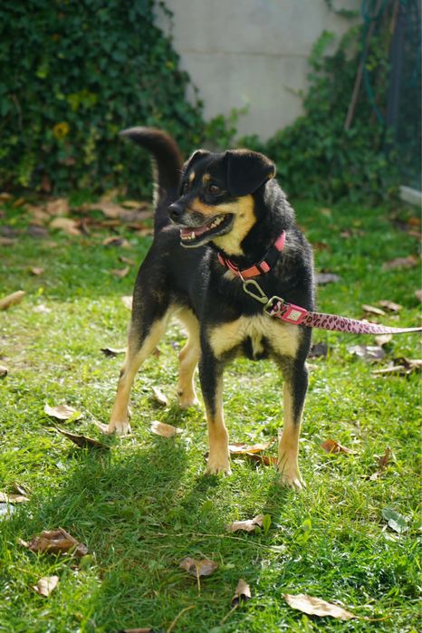 Psinka do adopcji