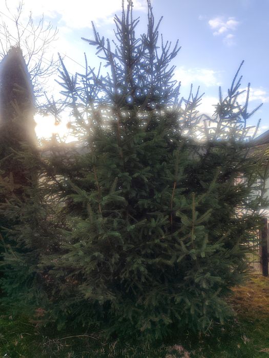 Жива ялинка під зріз