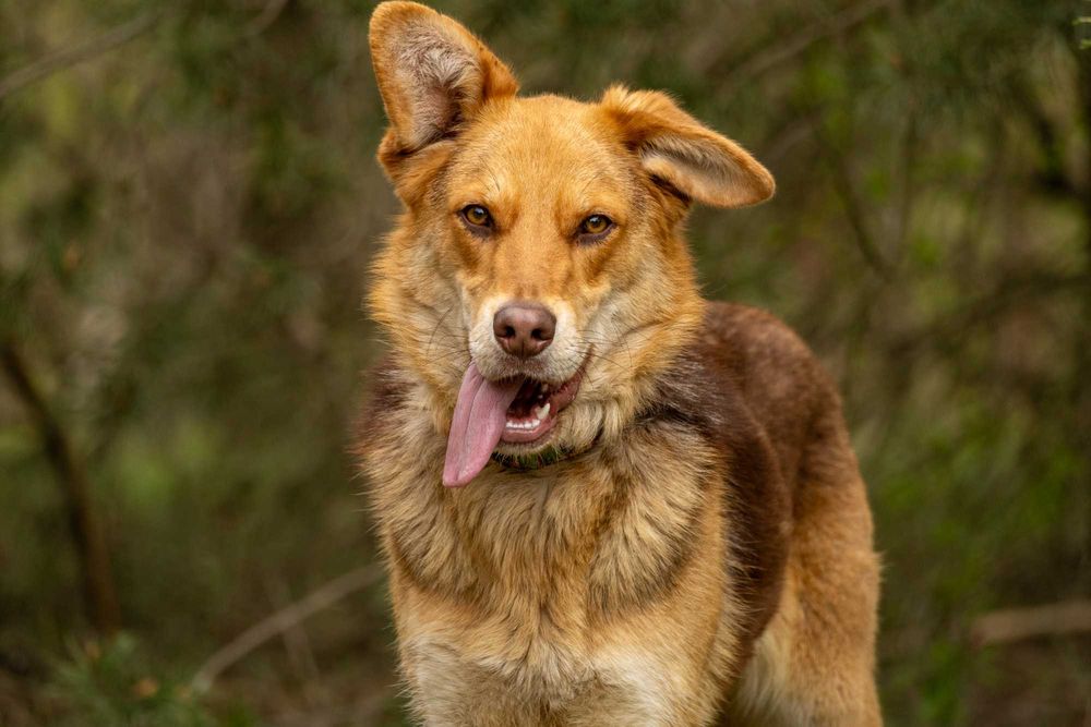 5 letnia Devin do adopcji!