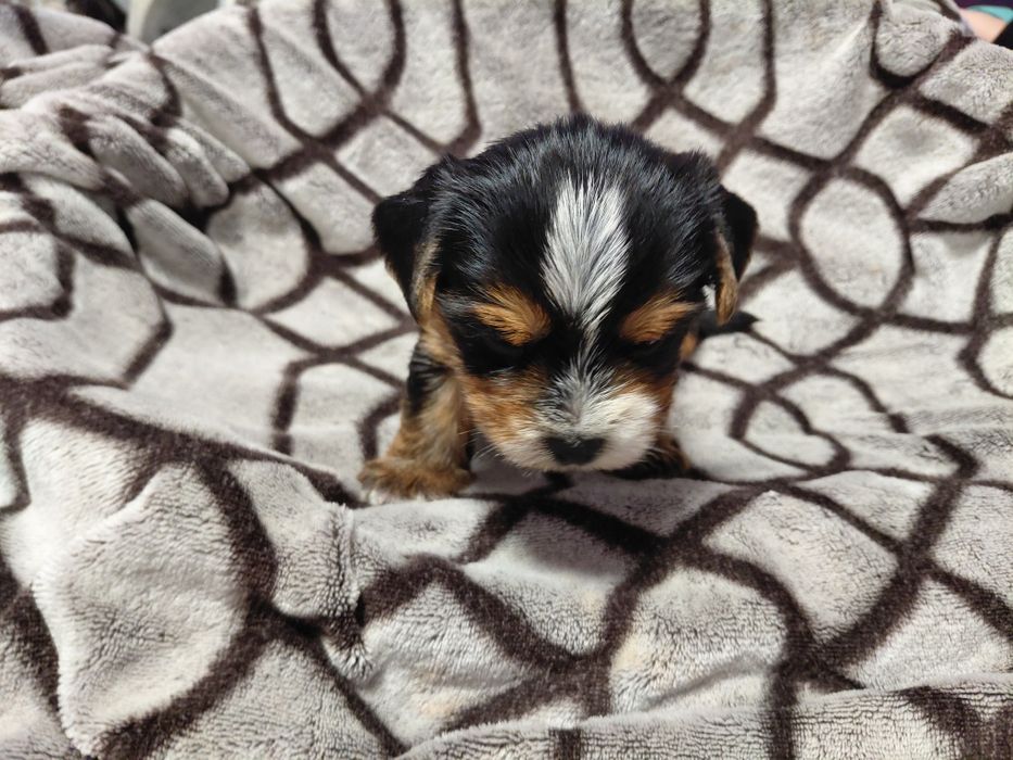 Біройорк солоденький хлопчик