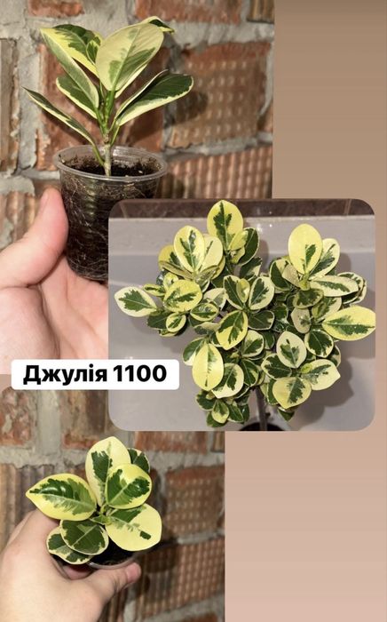 Фікус ,Фикус , Триангулярис , Бенджамін