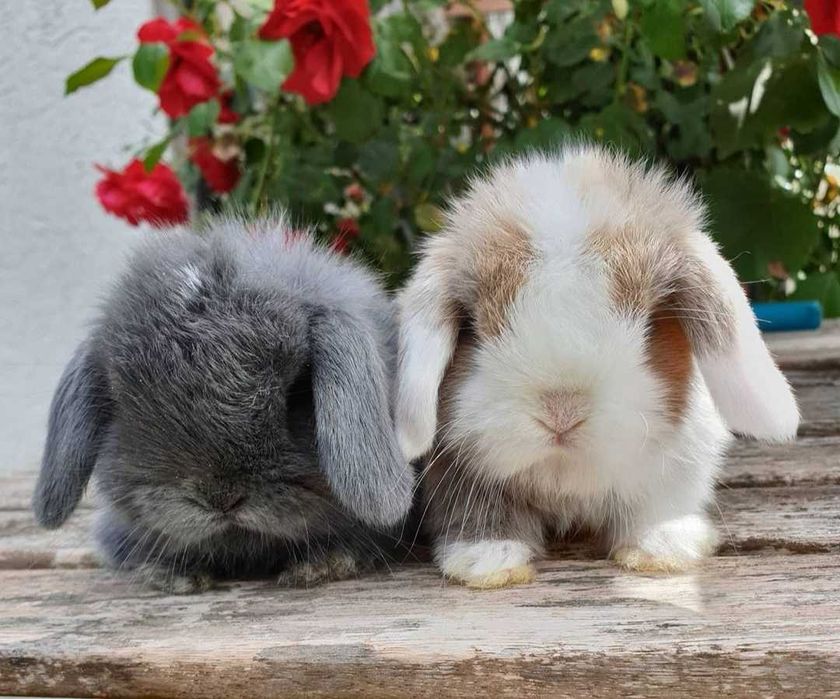 Coelhos anões orelhudos, mini lop adoráveis, KIT completo