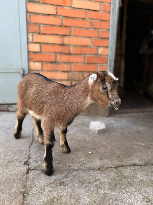 Козлики ламанча.