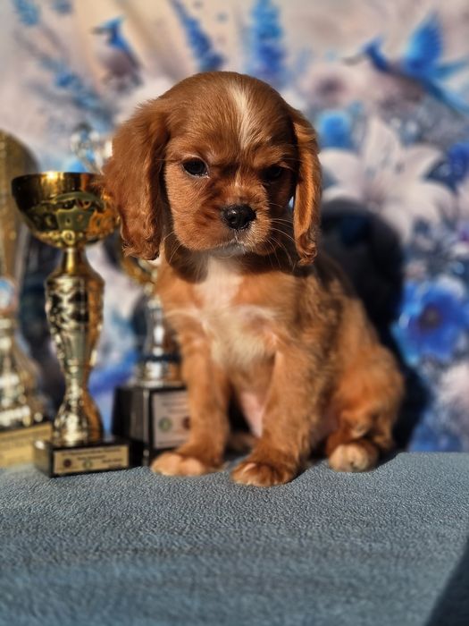 Cavalier King Charles Spaniel piesek z rodowodem