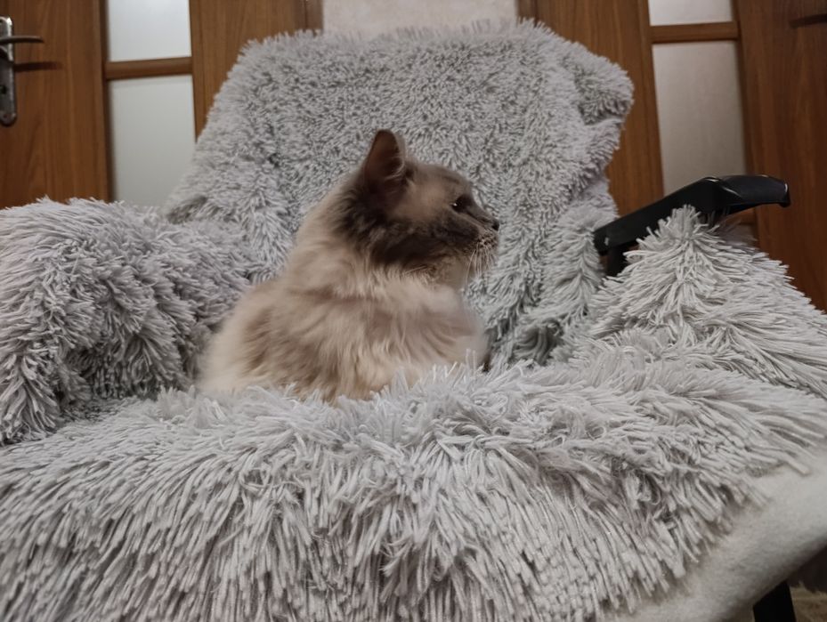 Kot ragdoll - RODOWÓD do adopcji