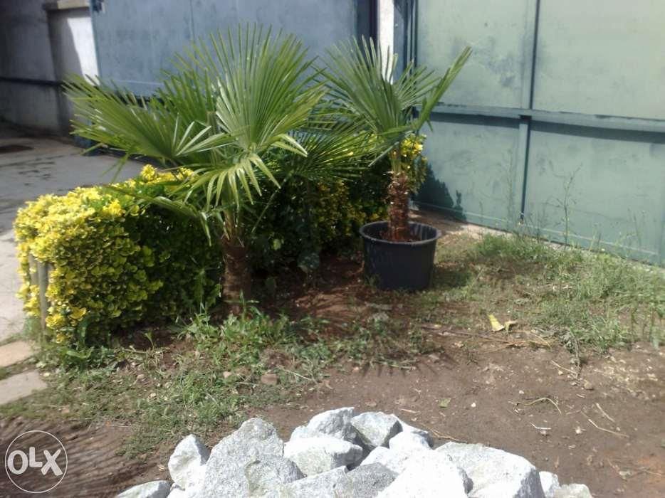 Palmeiras com tronco peludo