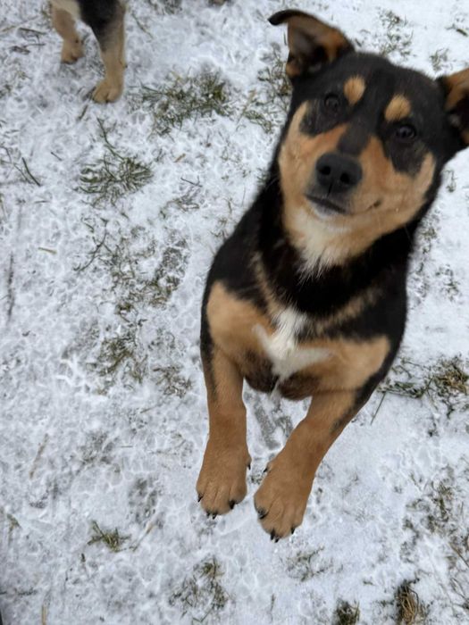 Pimpuś 10 miesięczny piesek do adopcji