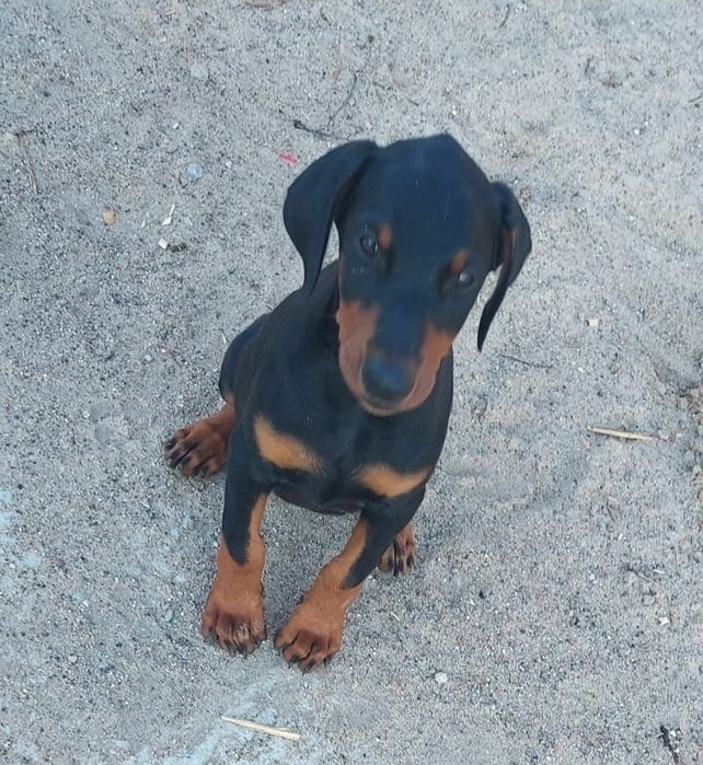 Doberman Szczenię Sprzedam