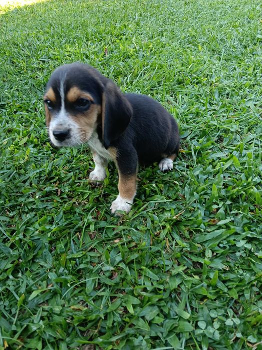 Beagle amoroso 2,5 meses  oportunidade