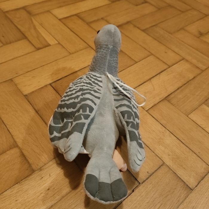 Pluszak Gołąb Zakopane