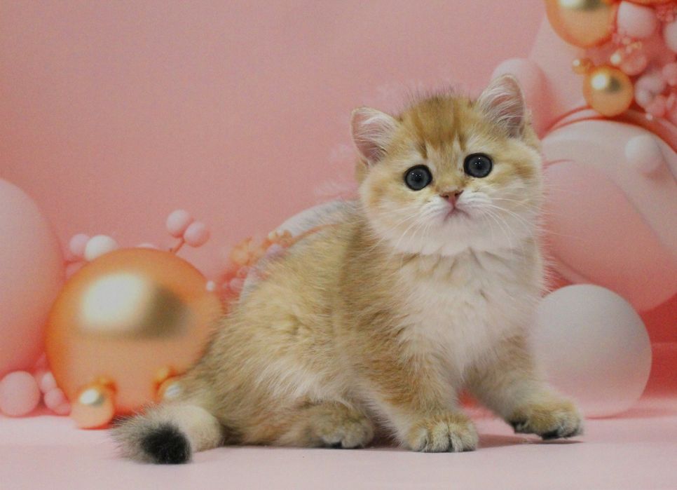 Золота британочка на ім'я Адріанна чекає свою матусю