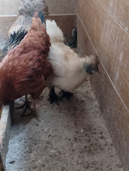 Kogut silka jedwabista  2025