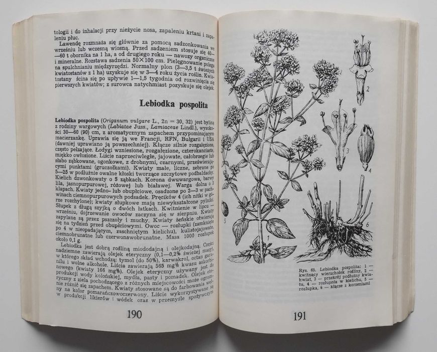 Przewodnik ziołolecznictwa ludowego Rośliny lecznicze Kuchnia medycyna